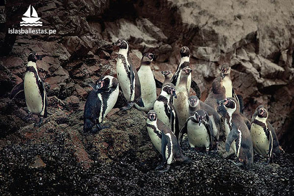 Pingüinos de Humboldt en las Islas Ballestas