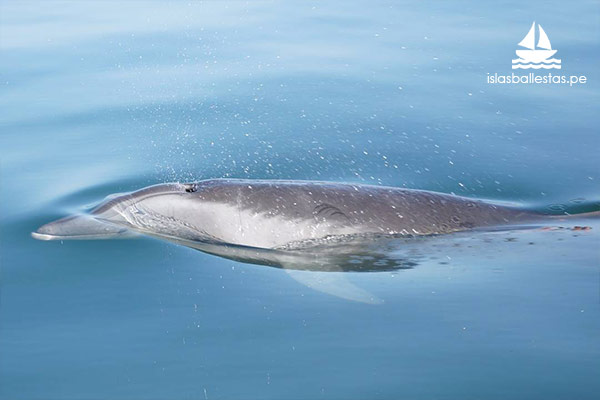 Avistamiento de delfin durante el tour a las Islas Ballestas